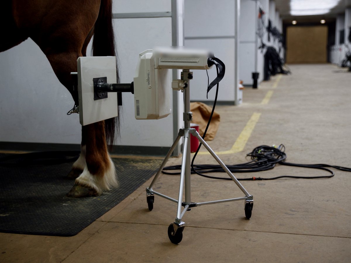 A portable radiography generator on a wheeled tripod aimed at a flat detector plate held against a horse's hind cannon bone in a clean barn aisle, with cables coiled on the concrete behind it.