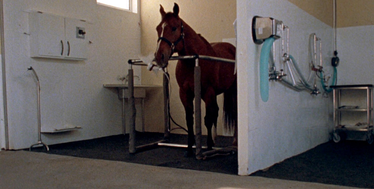 A bay horse standing quietly in a steel examination frame in a bright, clean clinic bay, seen in side profile on a rubber mat, with a wall-mounted equipment rail and a stainless trolley to one side.